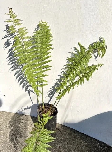 061.8 Asplenium bulbiferum (PB8) .jpeg