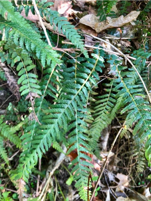 Doodia australis - Rasp fern — Nelson Natives