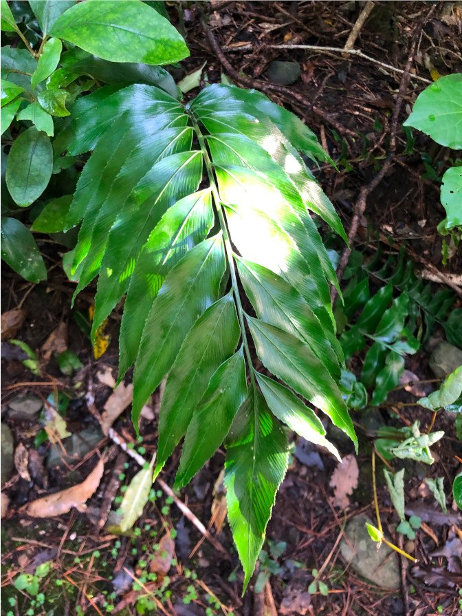 Asplenium oblongifolium - Huruhuru whenua, Shining sleepingwort frond.jpg
