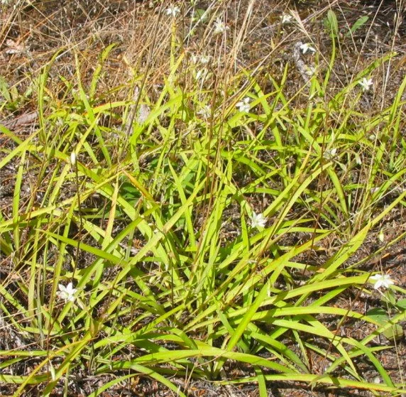 Arthropodium candidum - Dwarf Renga, Small Rock Lily, Dwarf Rengarenga ...