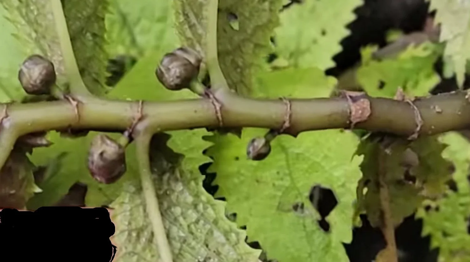 Elatostema rugosum - parataniwha, New Zealand begonia — Nelson Natives