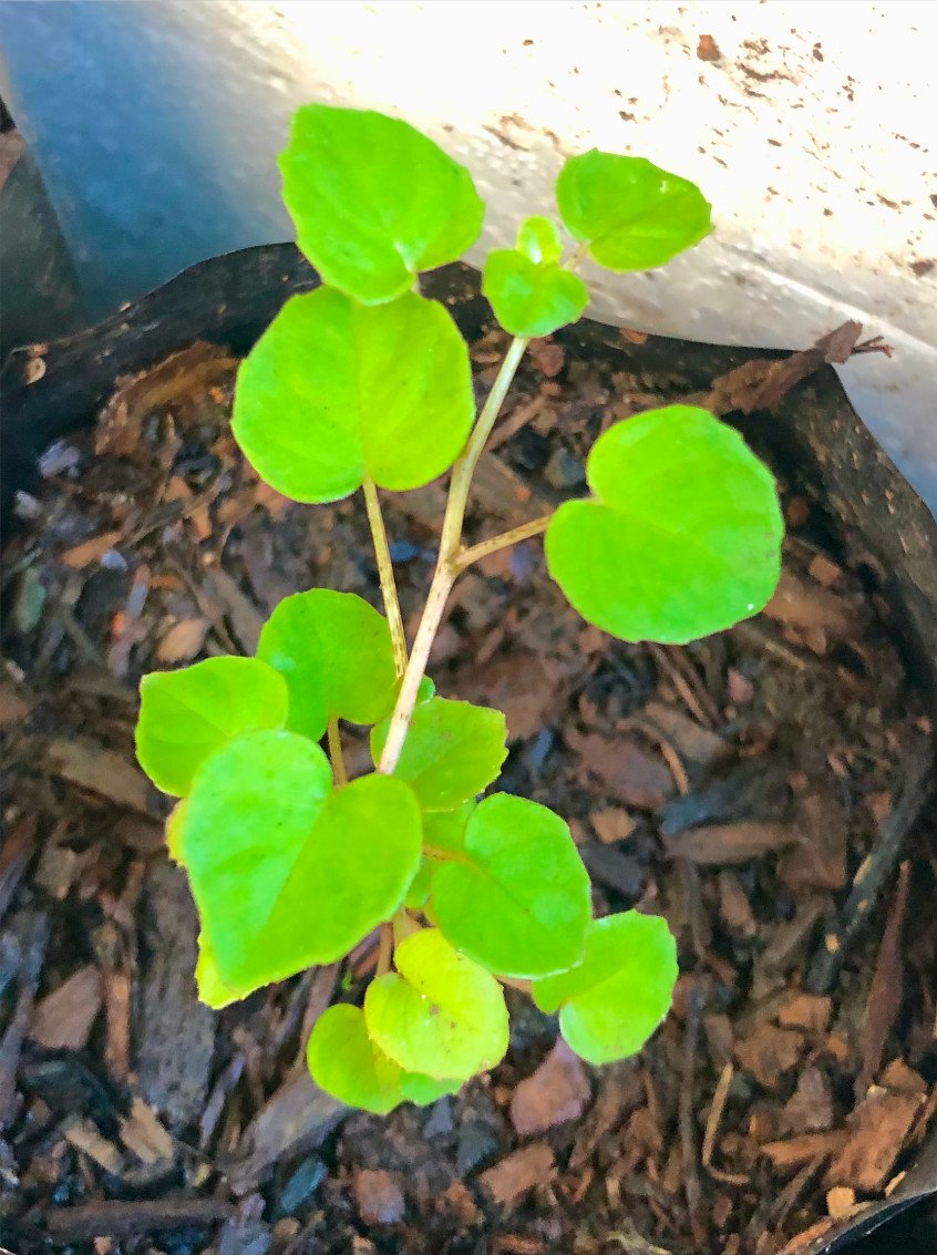 Fuchsia procumbens - Creeping Fuchsia