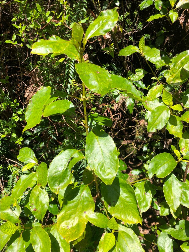 Coprosma grandifolia .jpg