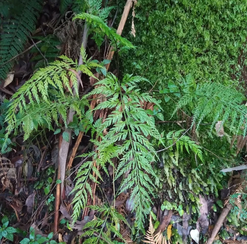 Asplenium gracillimum - Hen & Chicken Fern — Nelson Natives