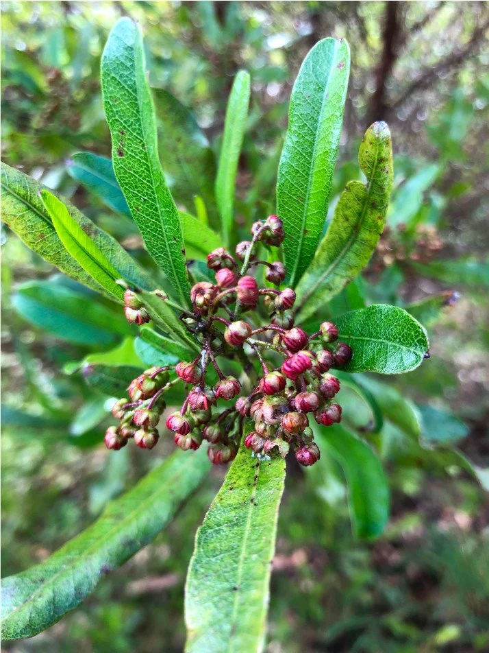 Dodonaea viscosa - Akeake — Nelson Natives