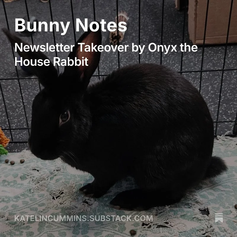 Bunny Notes: Newsletter Takeover by Onyx the House Rabbit