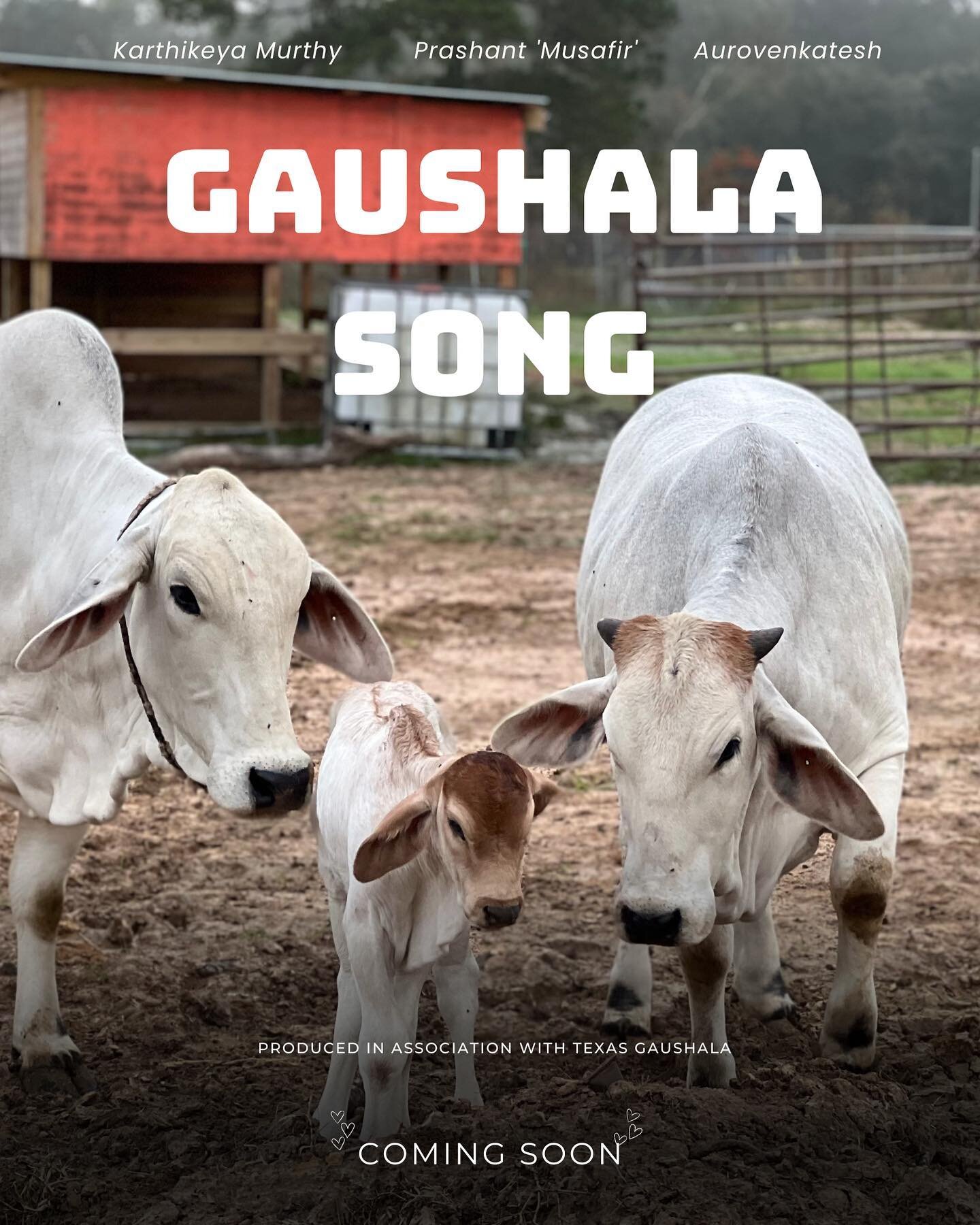BefriendCows &amp; TexasGaushala bring you a song that celebrates Cows and Gaushalas. A fun &amp; creative collaboration by @kmthecomposer @pecificcreation @aurovenkatedh_dop @texasgaushala @vedictreebharatand @srinivp

Visit us for more details abou