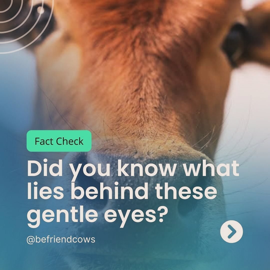 Did you know what lies behind these gentle eyes? 🐄 Beyond their serene gaze, countless bovine beings in India (and rest of the world) are left vulnerable, wandering neglected, scavenging scraps, dodging accidents, and facing the horrors of illegal s