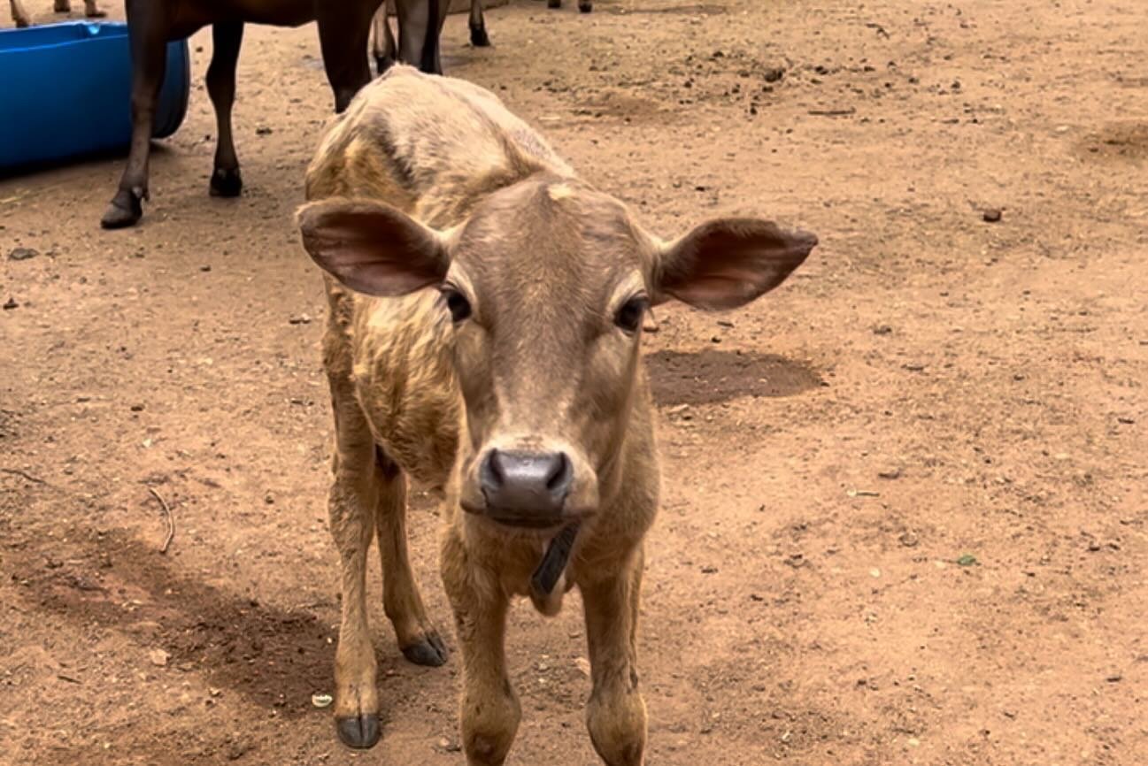 A Glimpse into Two Worlds 🏙️🌿
Swipe to witness the stark contrast between the life of rescued cows in shelters and the hustle of urban streets they often encounter in cities across India - from #bengaluru to #delhi, #puri to #Chennai, #jamnagar to 