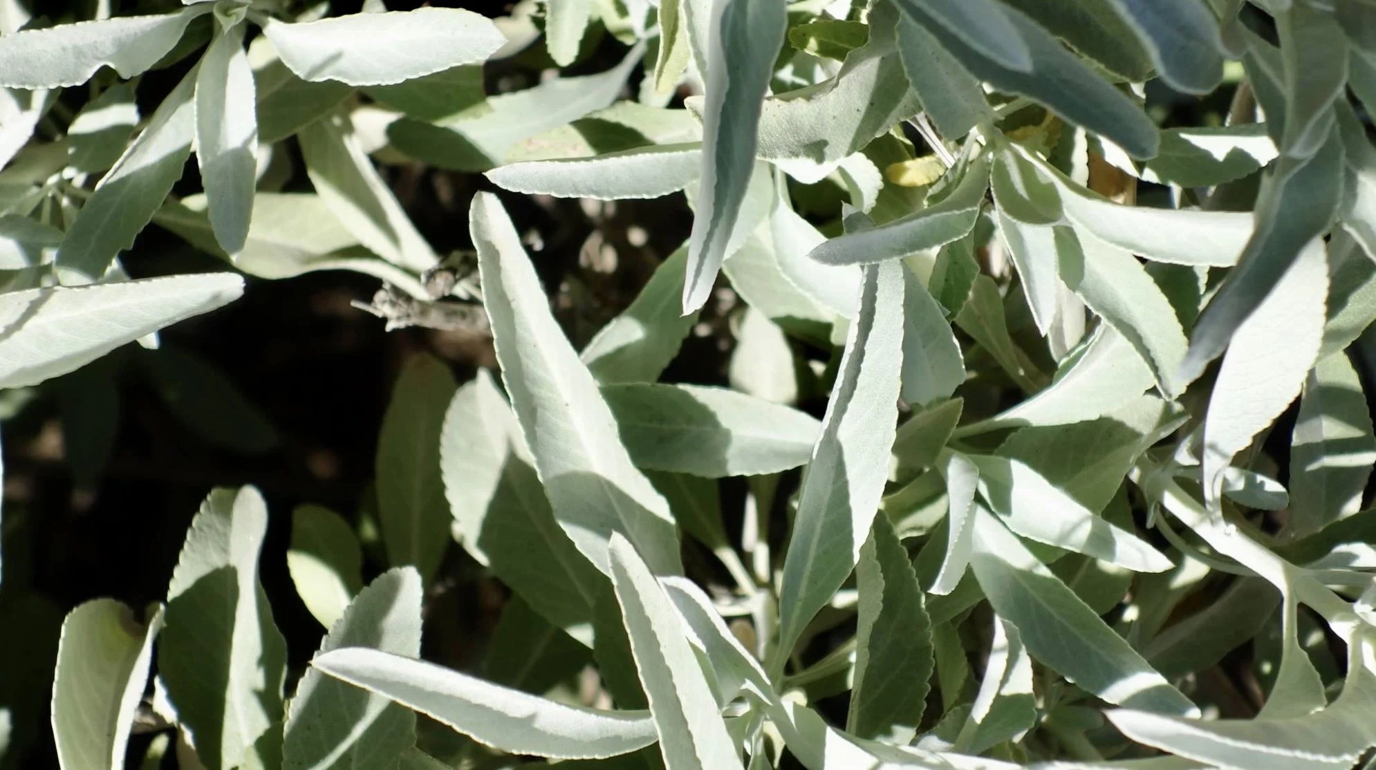 Sage for Site.jpg