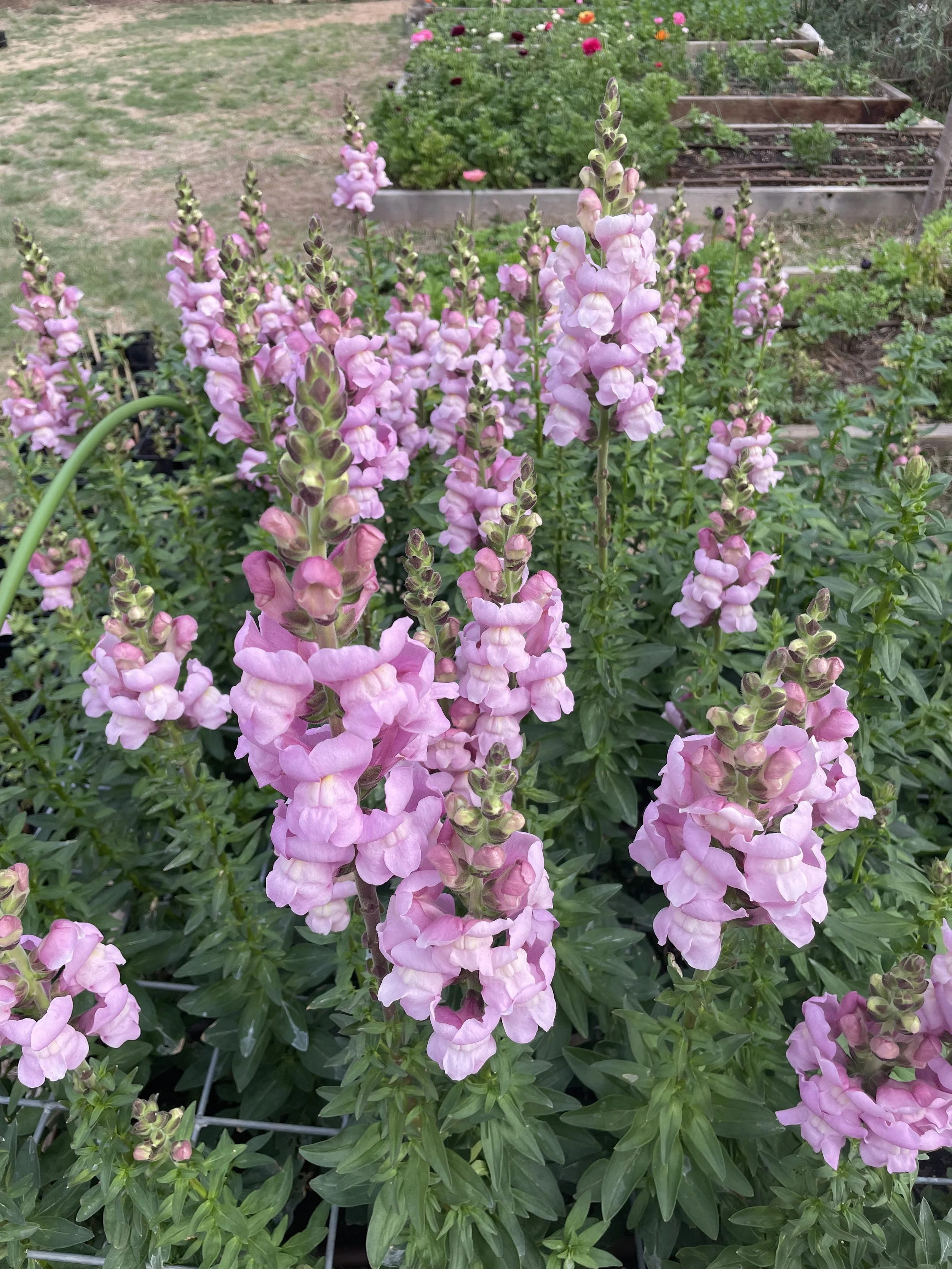 Snapdragon - Maryland Lavender