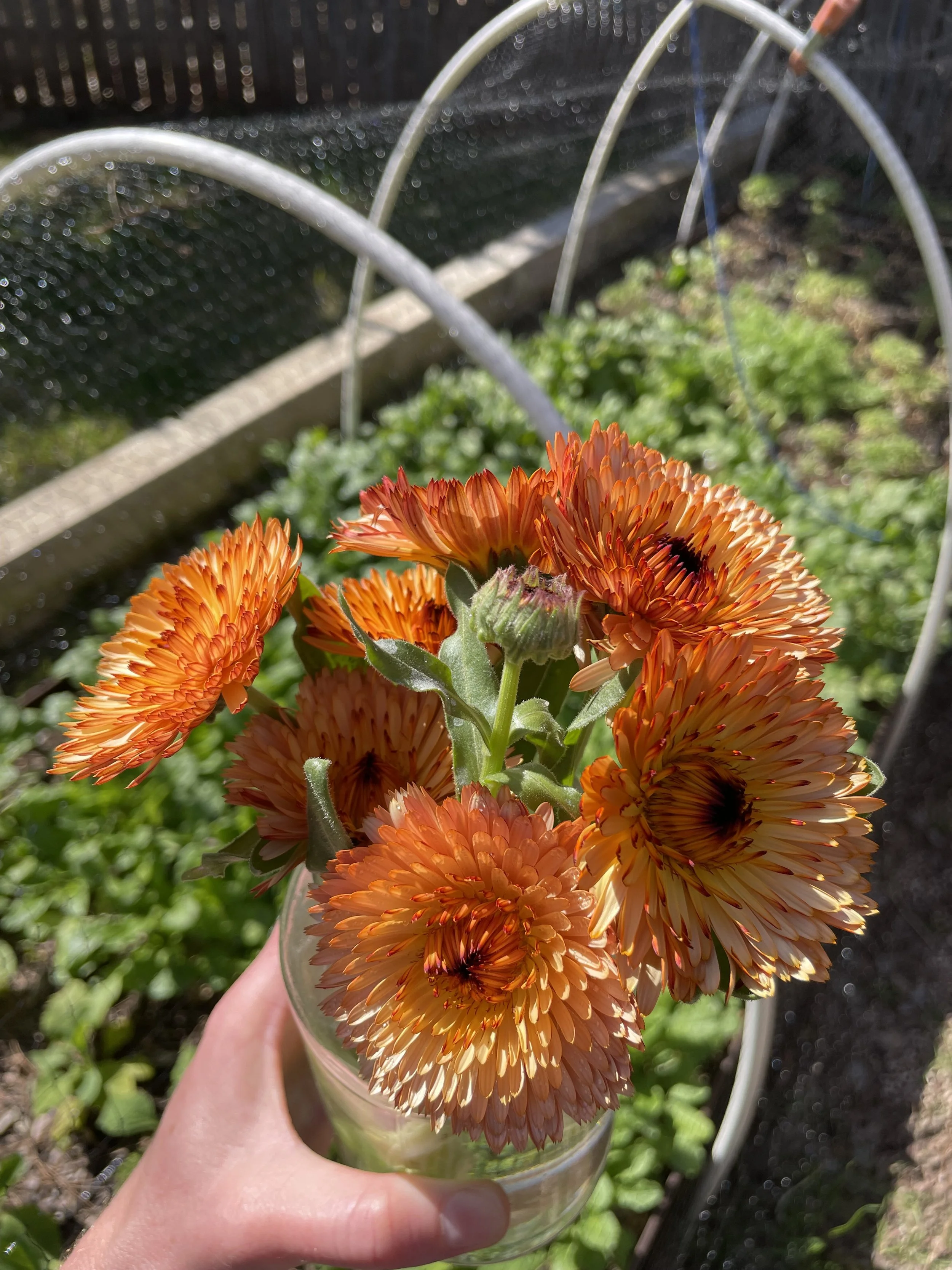 Calendula Orange Flash