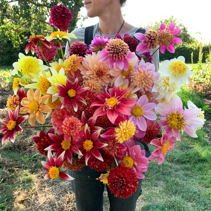 Dahlia Bee's Choice Seedling