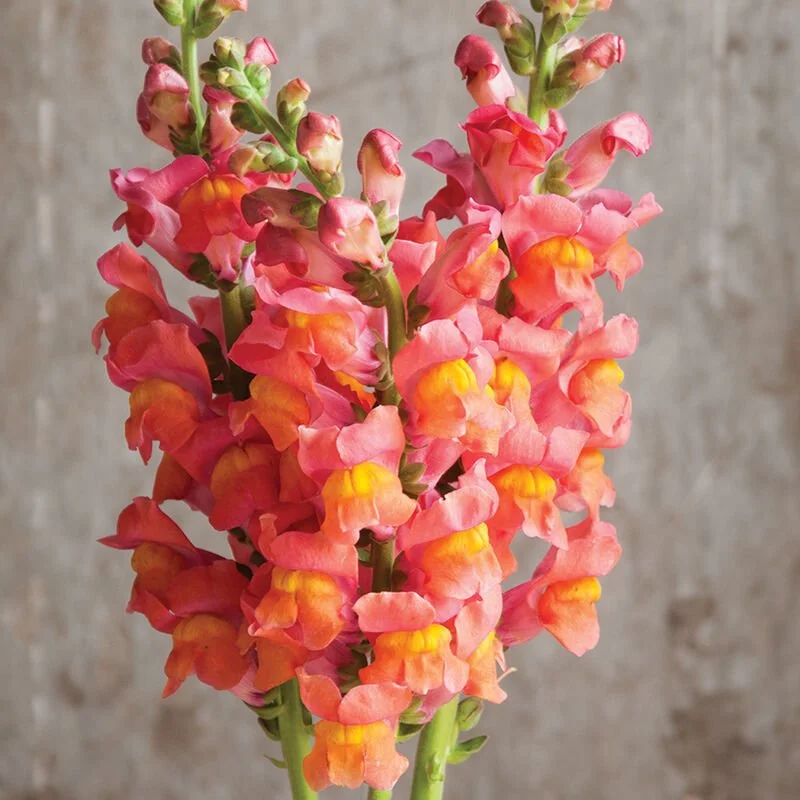 Snapdragon - Potomac Orange