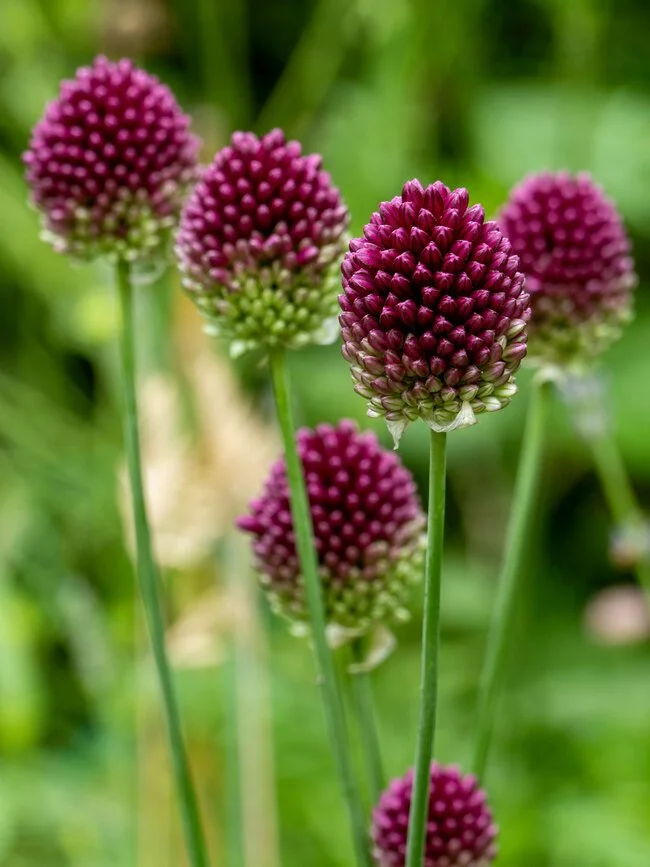 Drumstick Allium