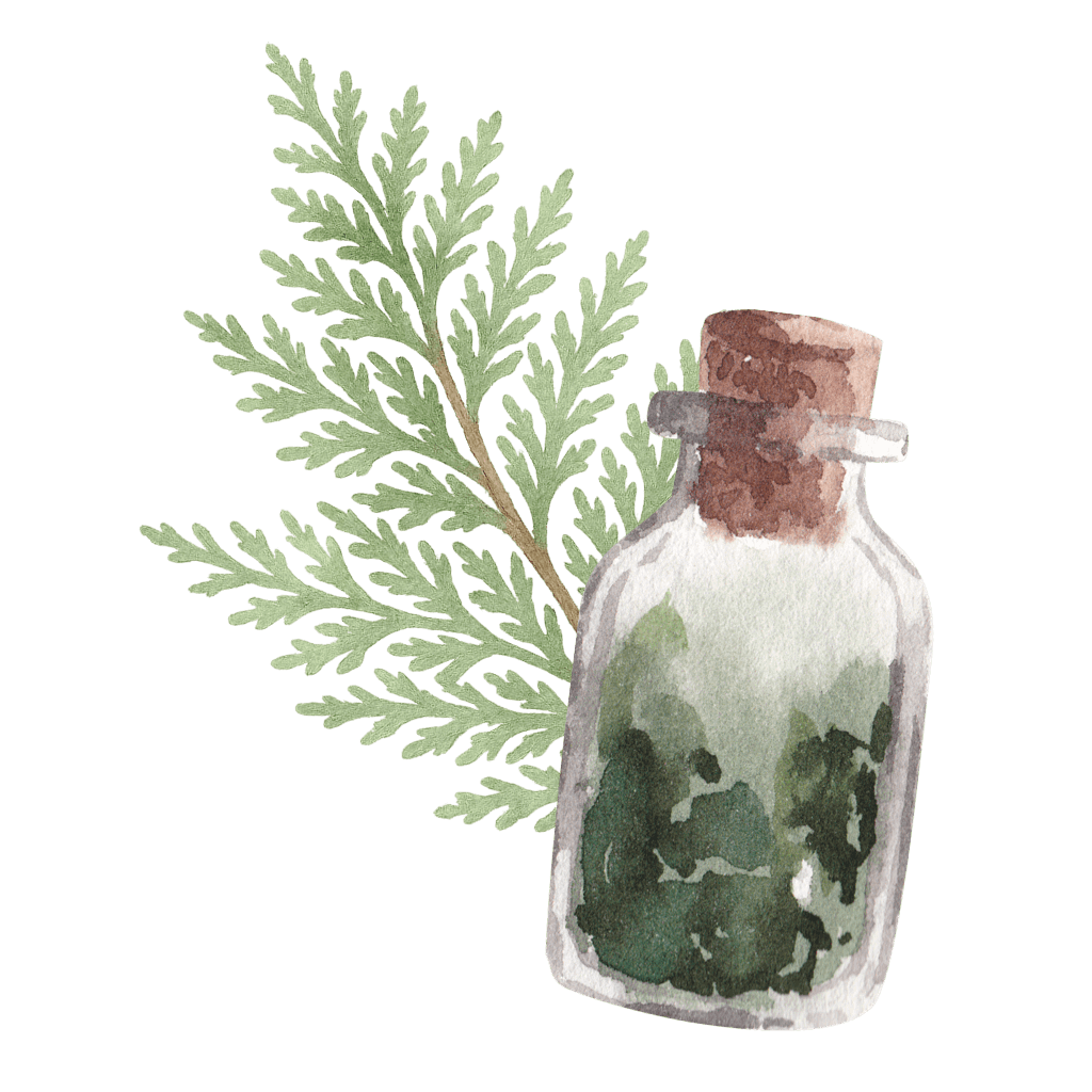 A juniper sprig behind a watercolor painting of a jar