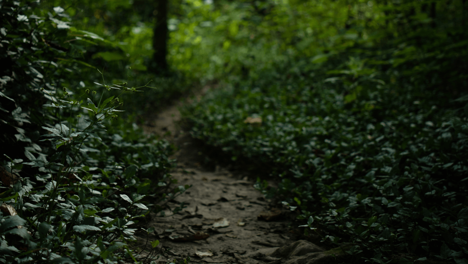 Photo of a dirt pathway leading into a forest