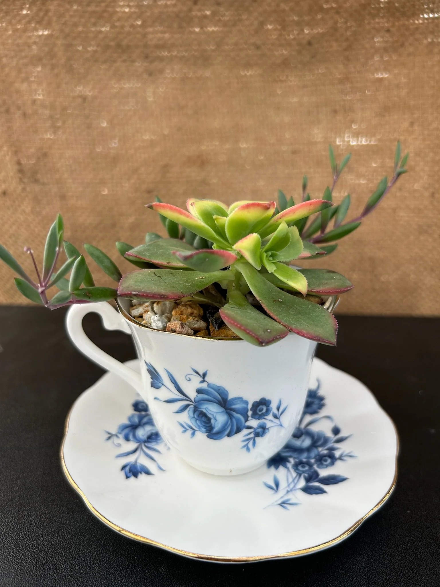 Succulent Arrangements and Teacup Gardens in Sonoma County
