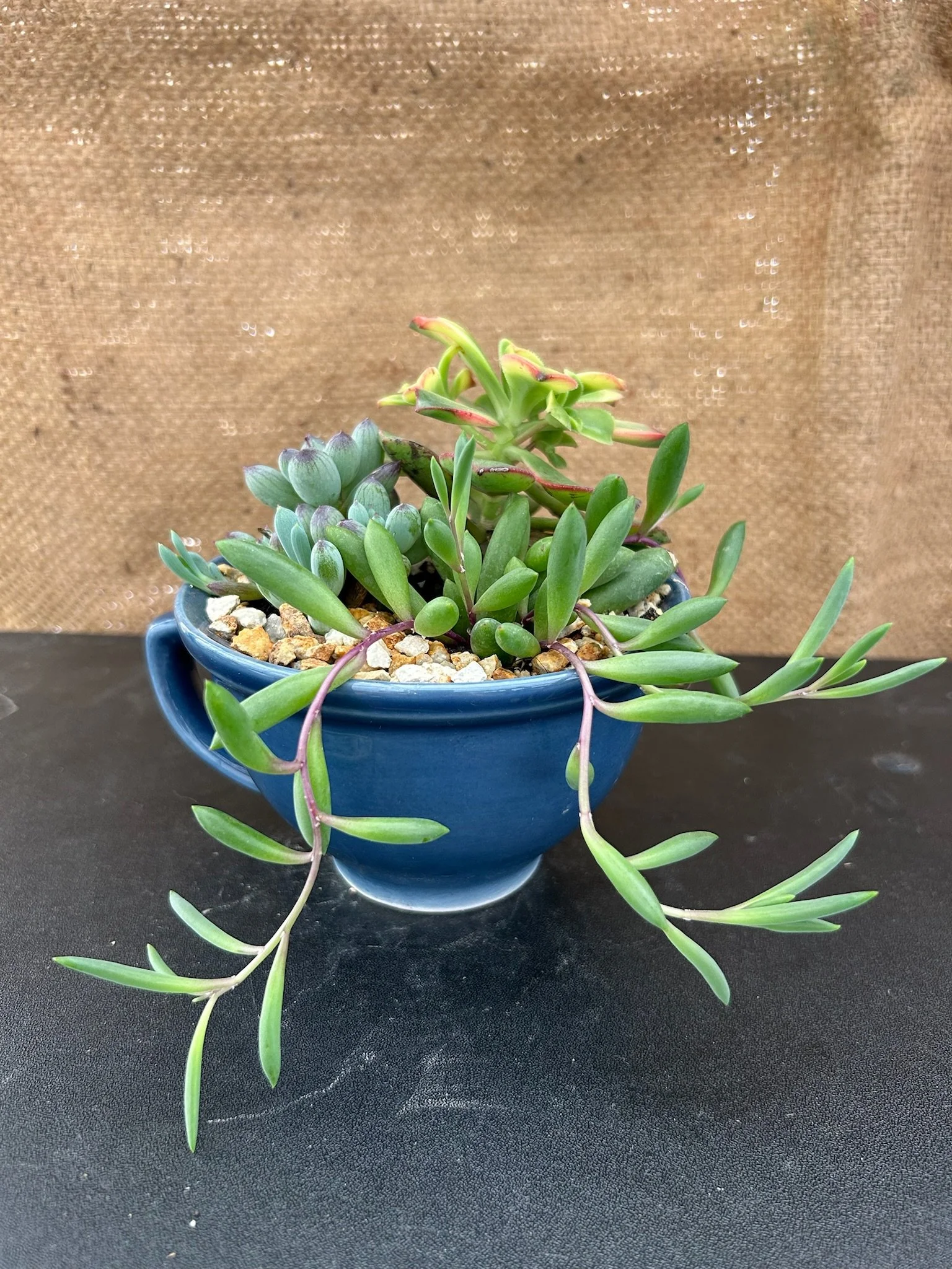 A potted succulent plant with multiple green, elongated leaves, some with reddish tips, in a blue ceramic pot on a black surface with a tan fabric background.