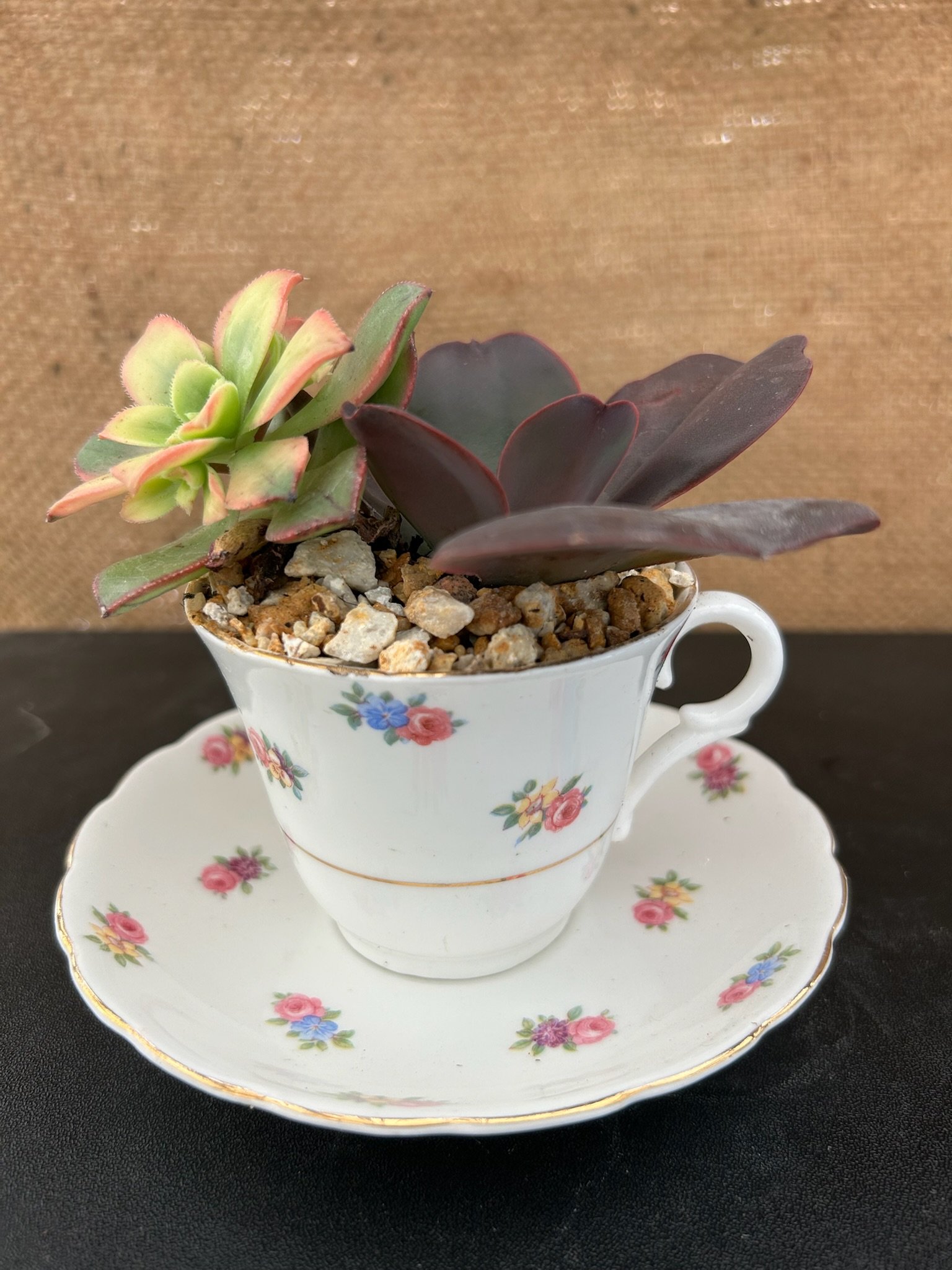 Teacup Succulent Arrangements