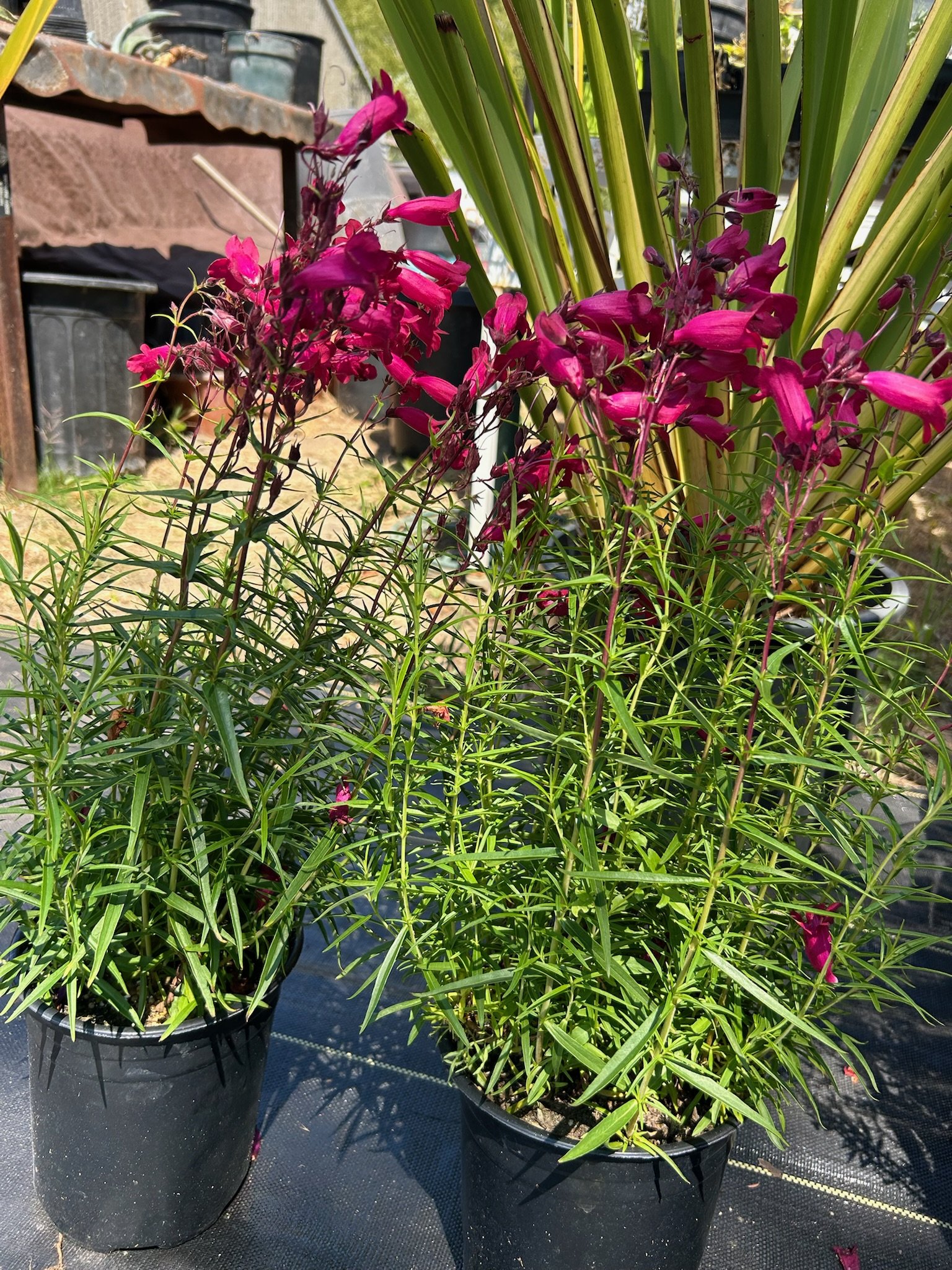 Spring Planting in Sonoma County - What to Plant Right Now