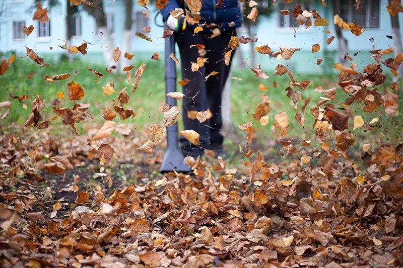 Yard cleaning services by Spring Hill Handyman
