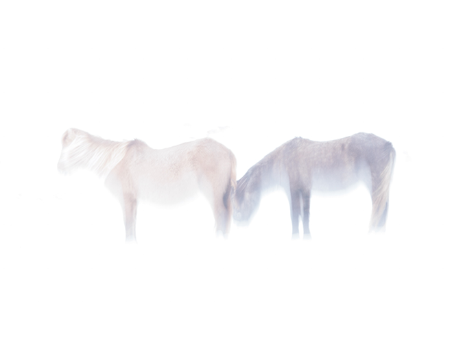 6. Ghost Horses