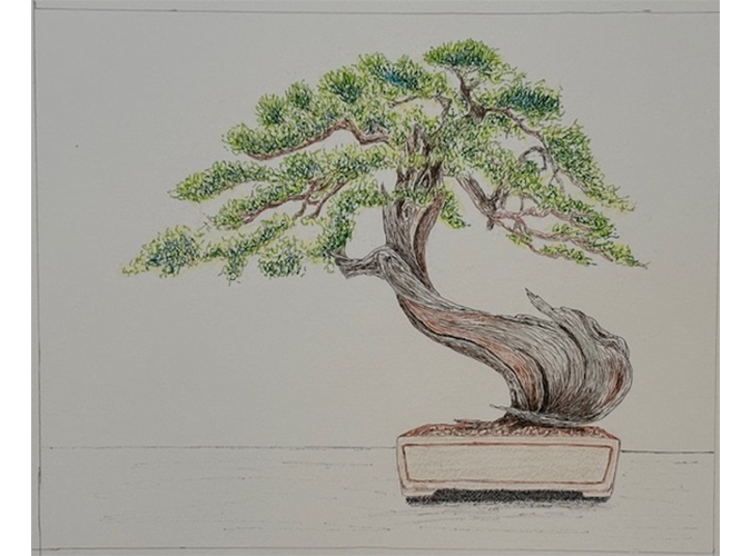 3. Bonsai 2