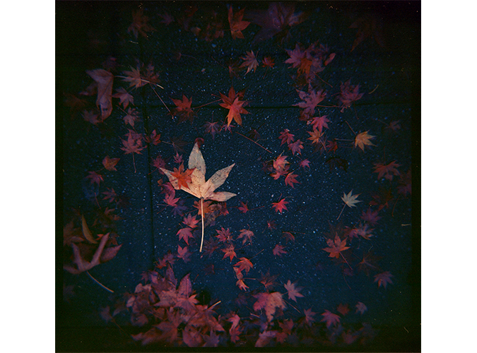 6. December 14 (Leaves)