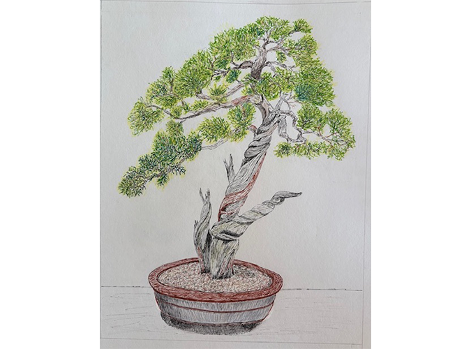 2. Bonsai 1