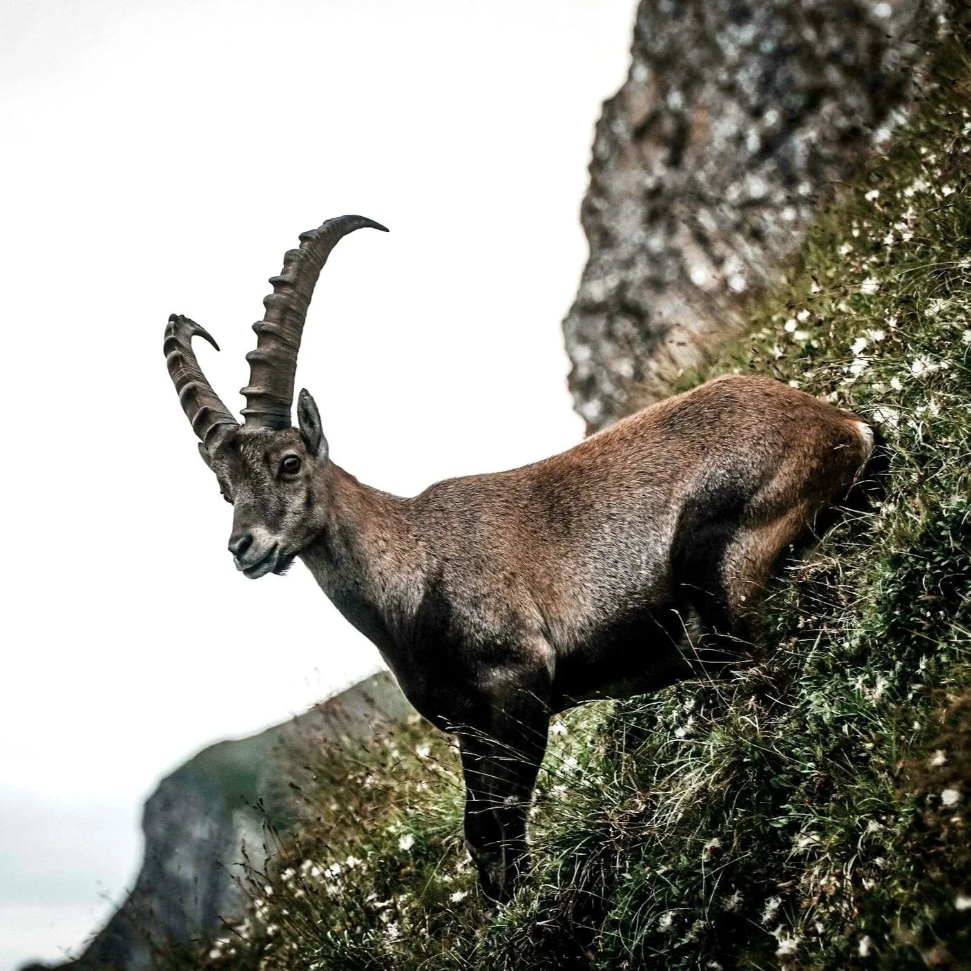 Capricorn: Mastery, Integrity, and Purpose