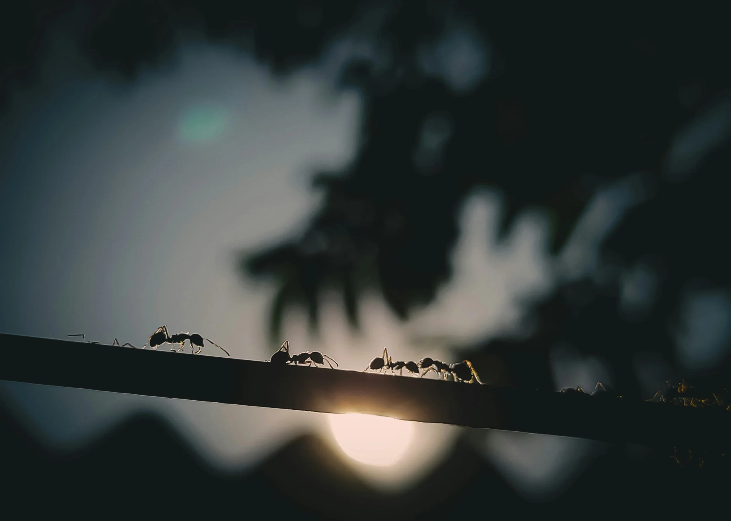 Reel Ants