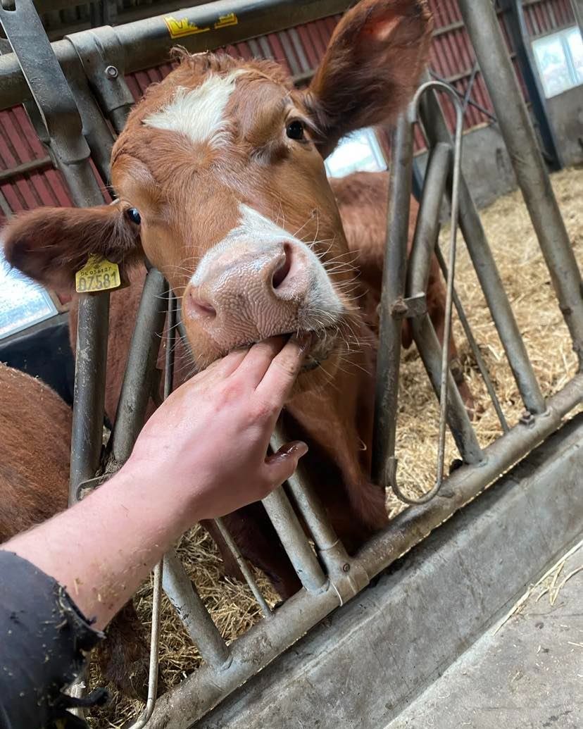 G&aring;rdens dyr &oslash;nsker god weekend 👋

Vores selvbetjente g&aring;rdbutik holder &aring;ben alle dage fra 08.00-20.00 hvis du mangler lidt &oslash;kologiske l&aelig;kkerier til weekenden 🥩