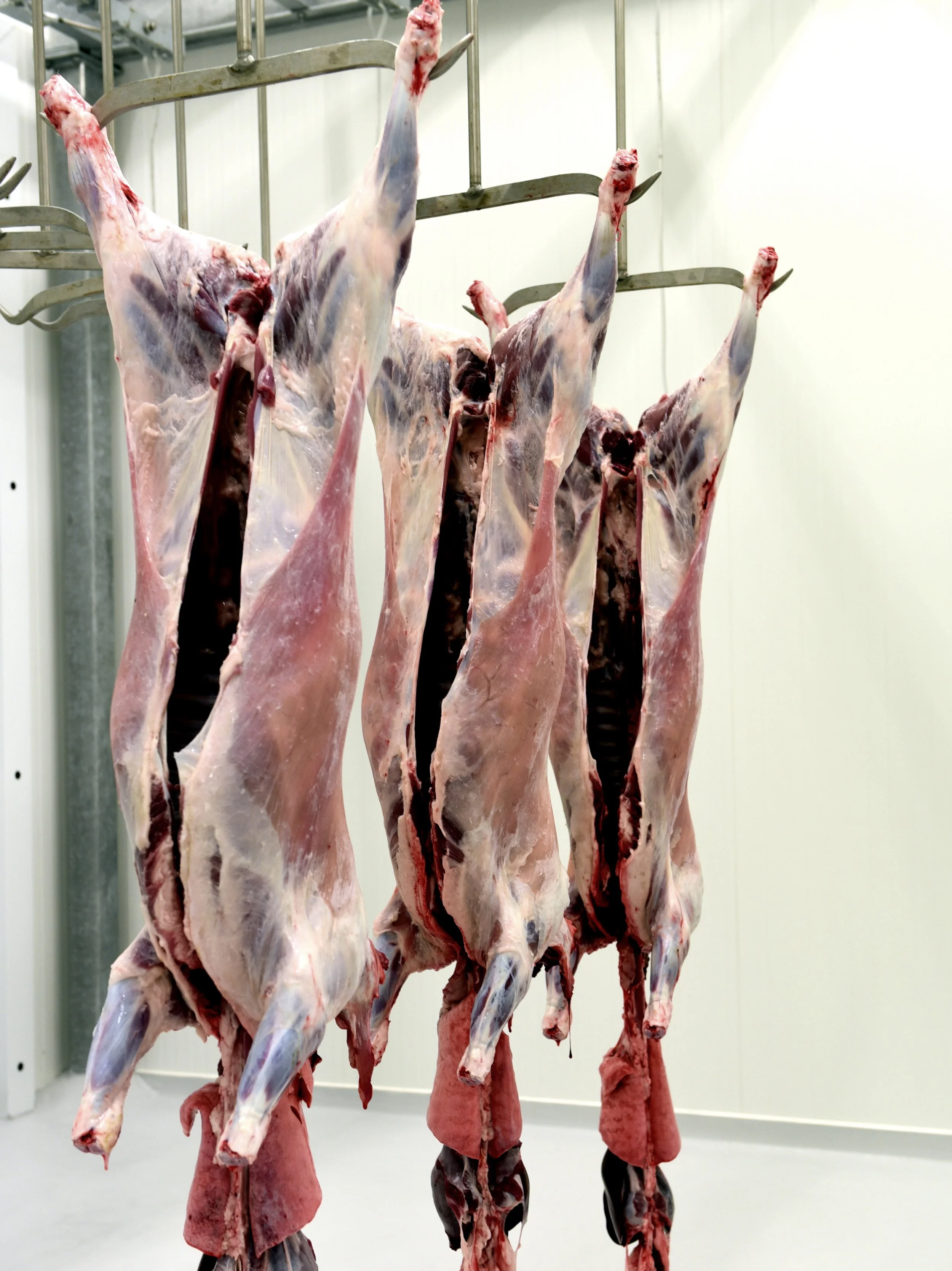 Varde Ådal Lam - Foto Colin J. Seymour (2).JPG