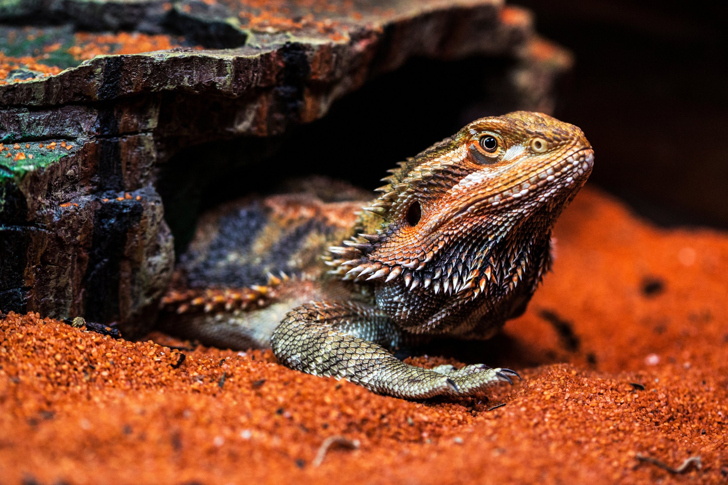 Bearded Dragons: A New Angle — Exotics Keeper