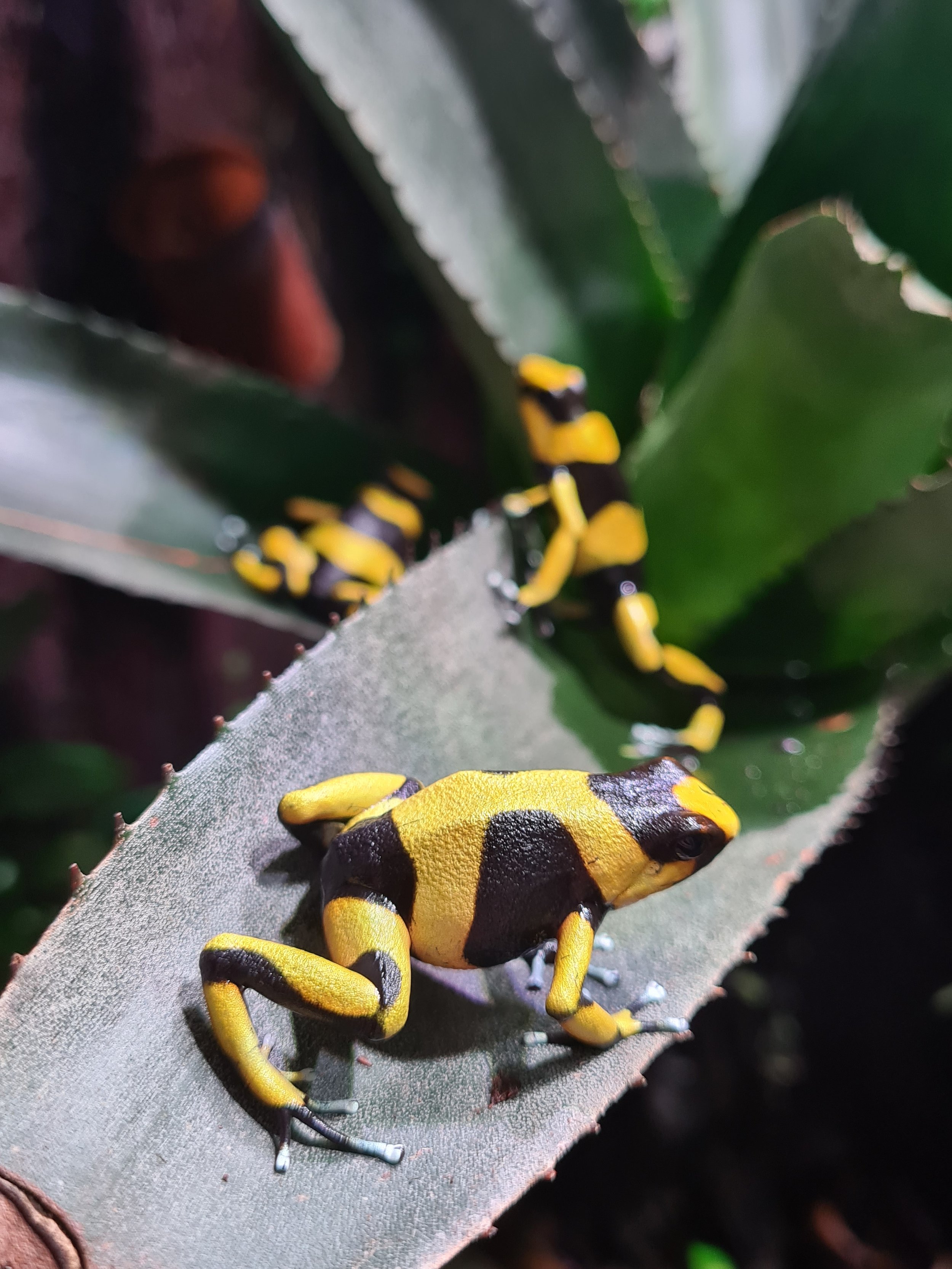 Adult Lehmanns poison frog (Oophaga lehmanni)