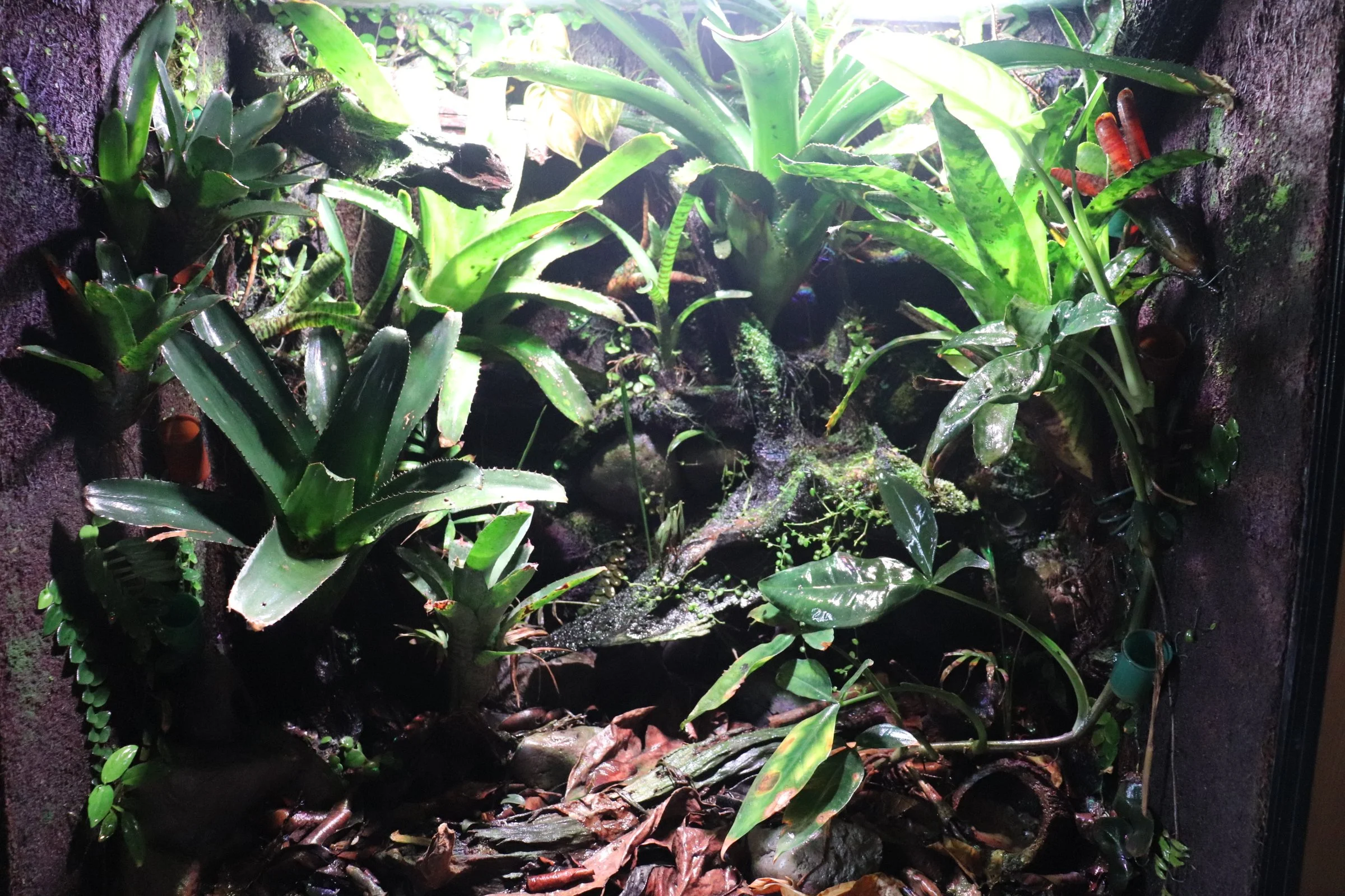 Oophaga lehmanni terrarium