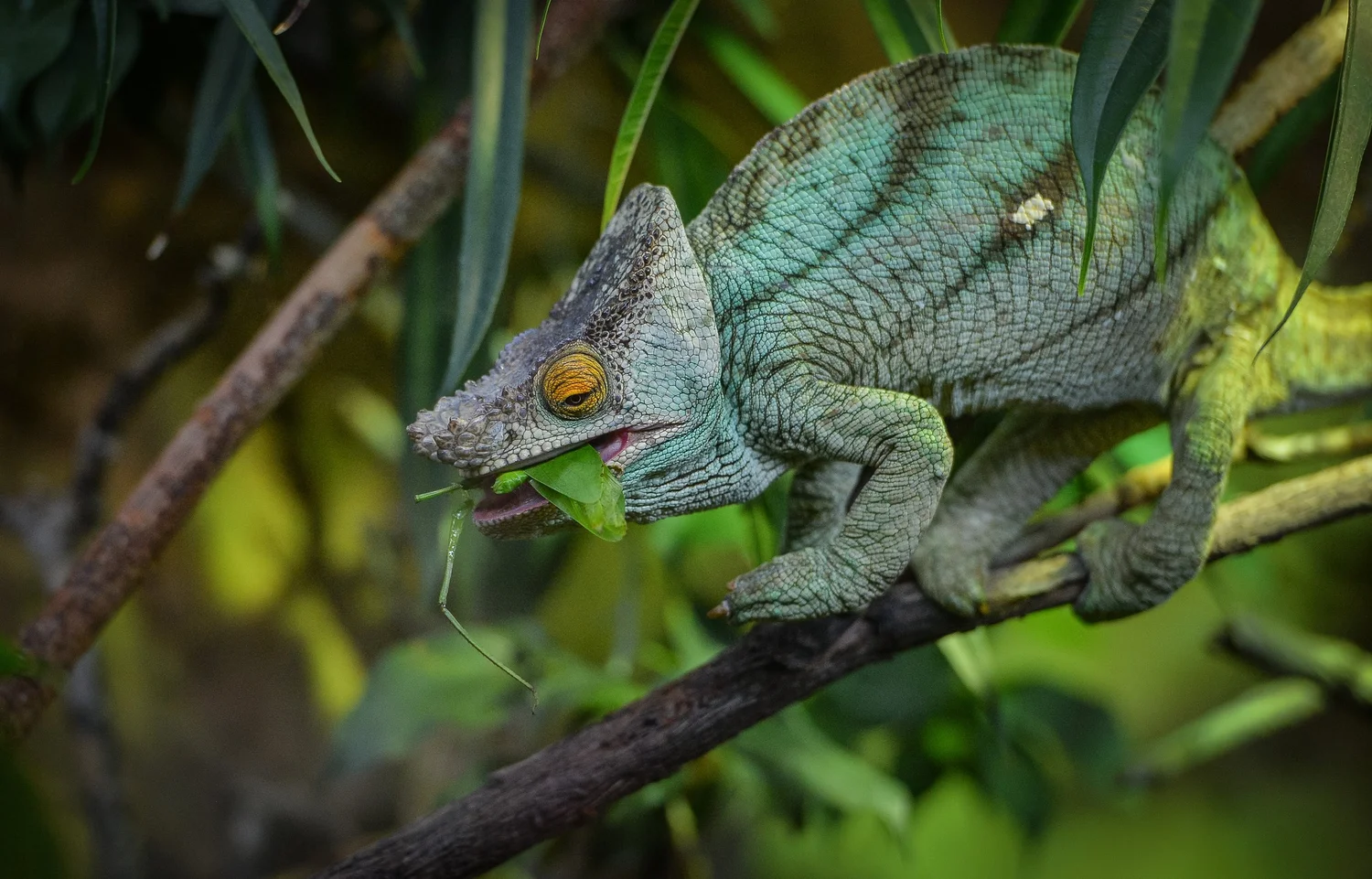 Chester Zoo becomes first UK zoo to successfully breed the world’s