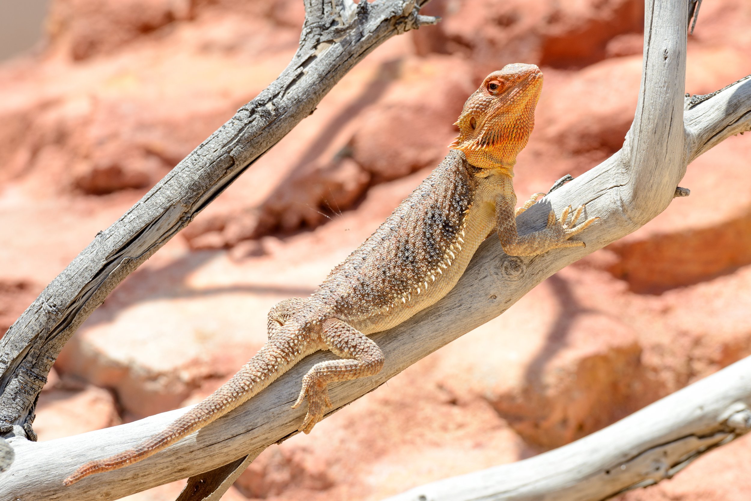 Central Bearded Dragon - The Australian Museum