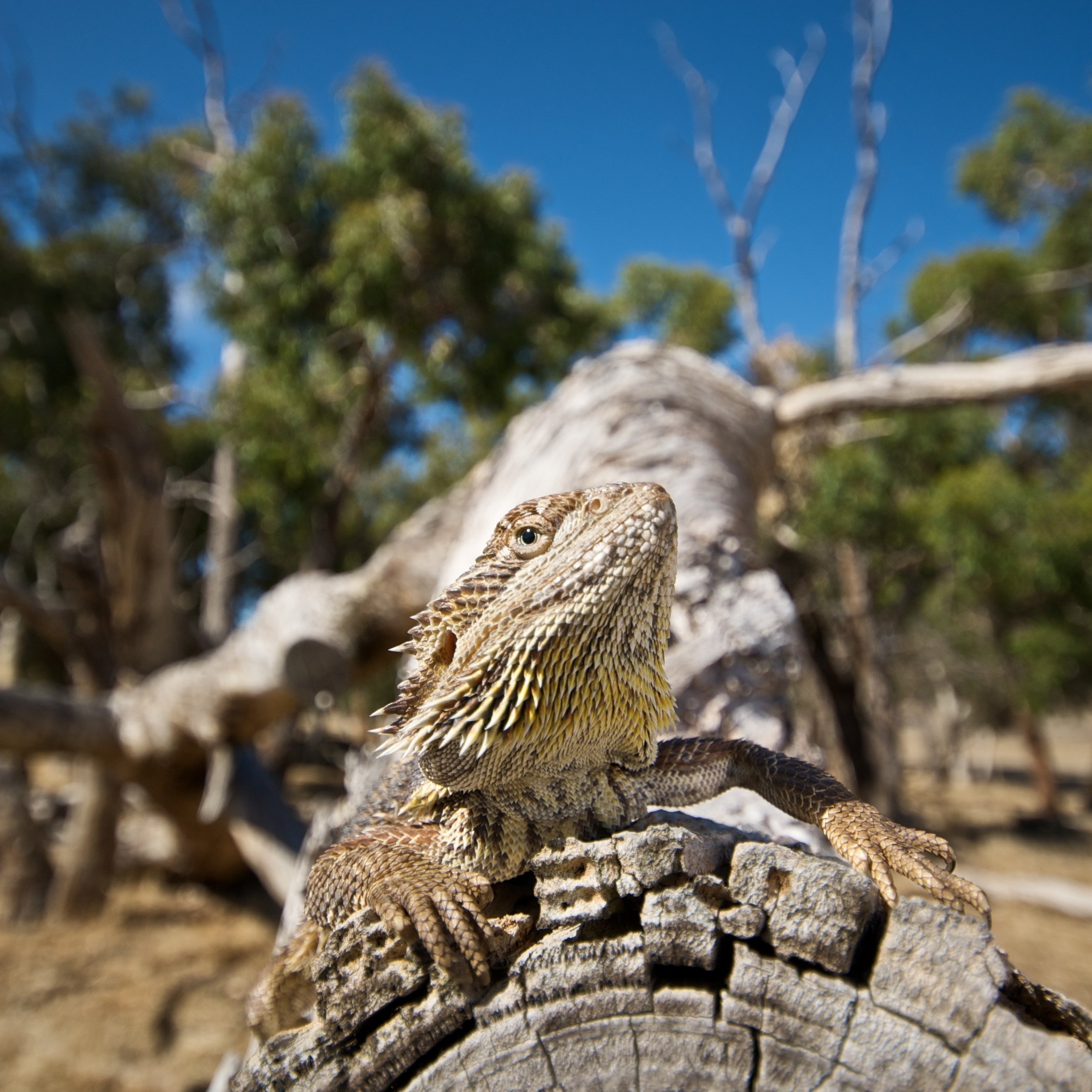 Central Bearded Dragon - The Australian Museum