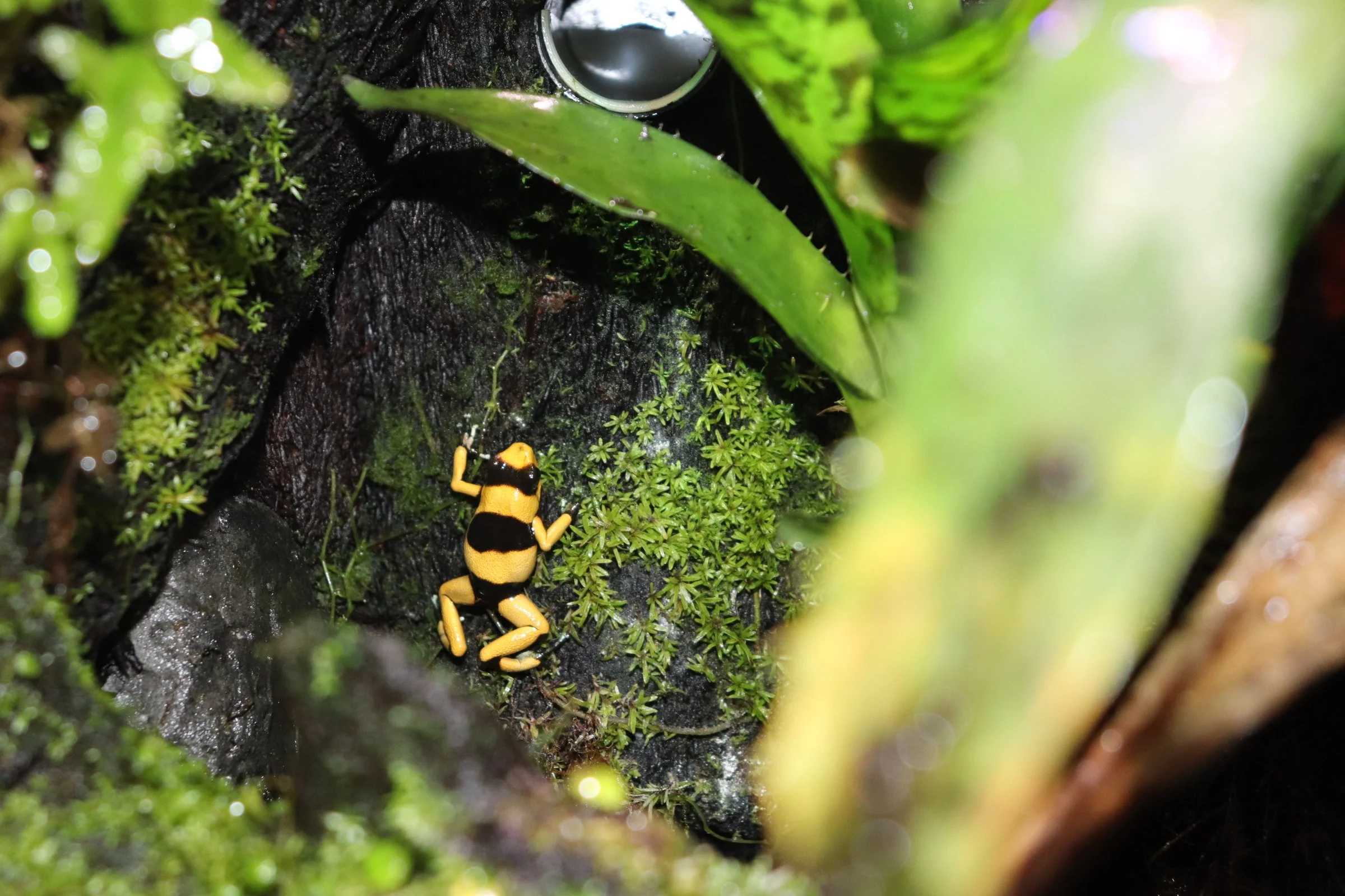 Lehmanns poison frog in the terrarium