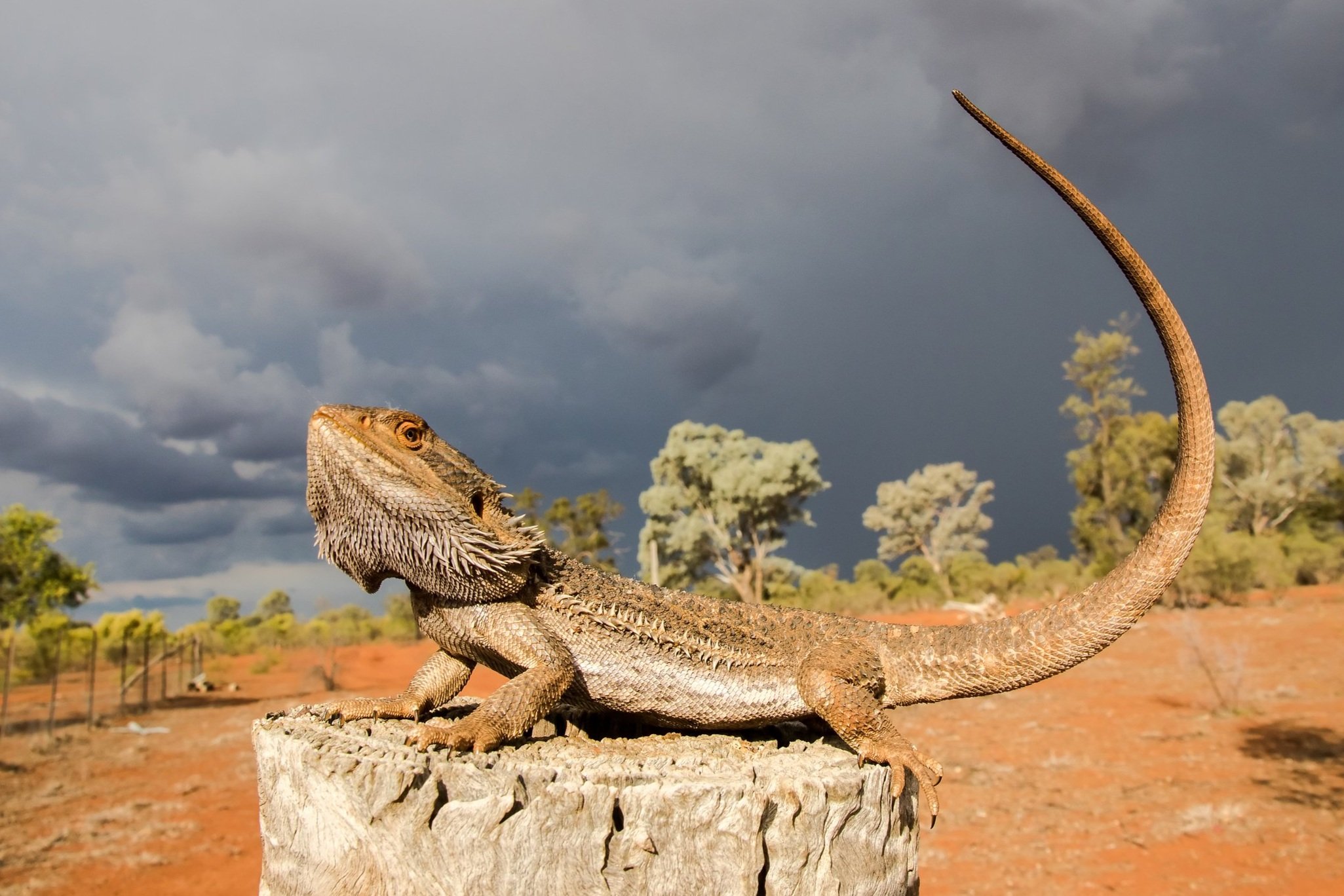 Central Bearded Dragon - The Australian Museum