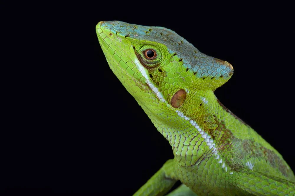Species Spotlight Eastern Casquehead Iguana Exotics Keeper Magazine