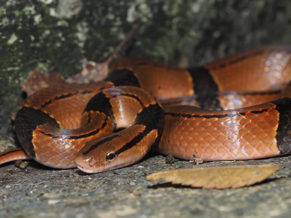 Species Spotlight - Yunnan Mountain Ratsnake | Exotics Keeper Magazine