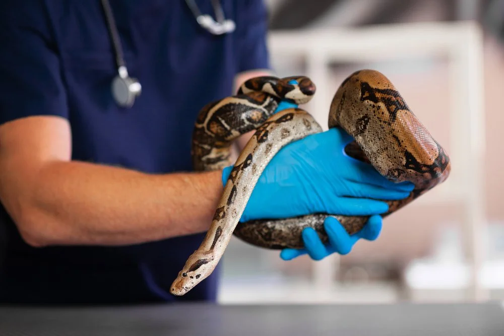 Python Snake Respiratory Understanding Respiratory Problems in Snakes — Exotics Keeper
