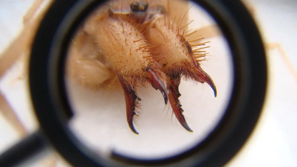 Species Spotlight – Sun Spider | Exotics Keeper Magazine