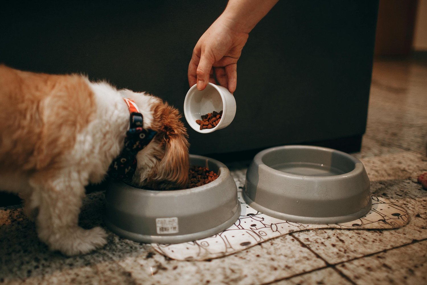 Pet Food Brand Identity Why It Matters More Than You Think — Quirk