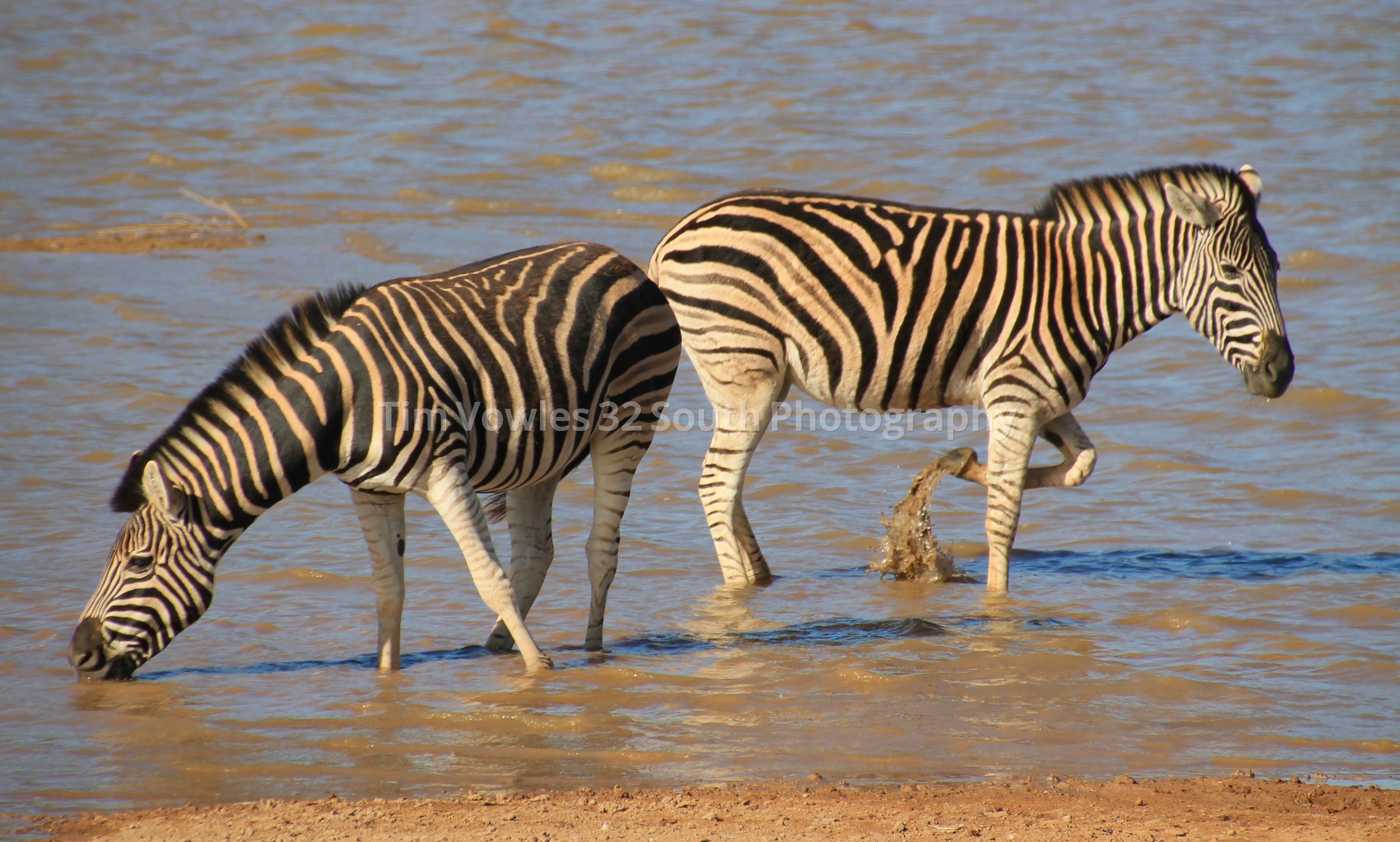 Zebra at waterhole. South Africa Safari