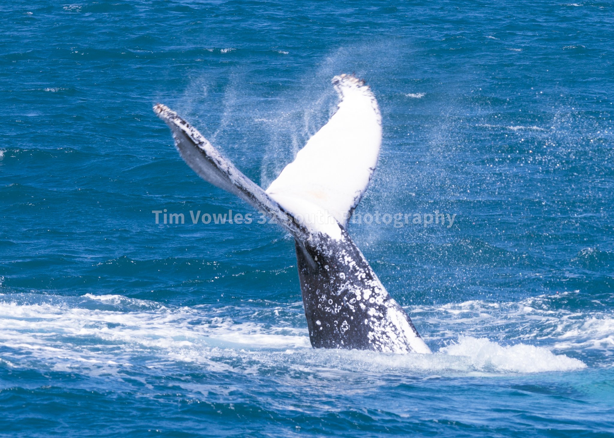 Whale Tail 5