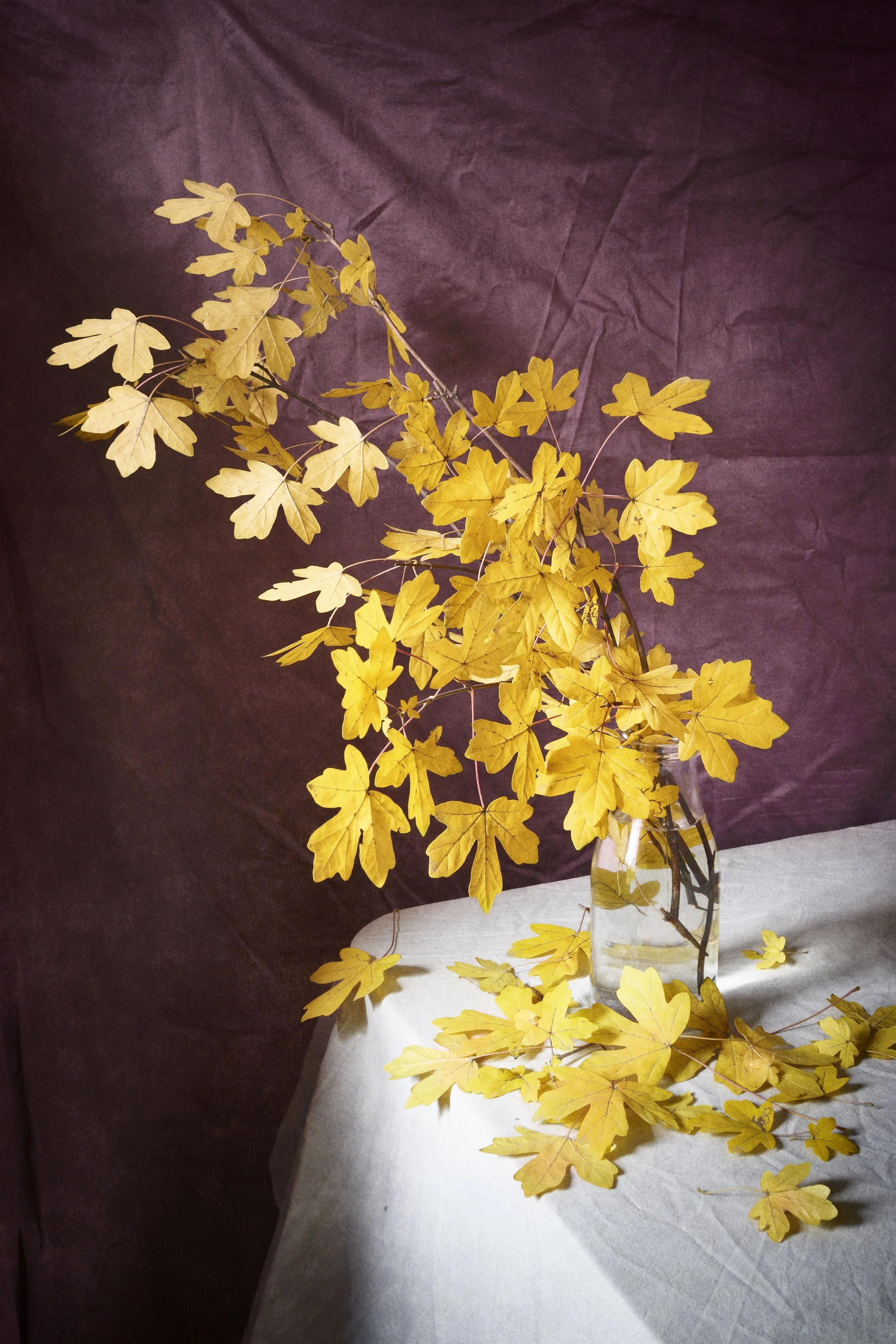 Postcards Set “Autumn Leaves”